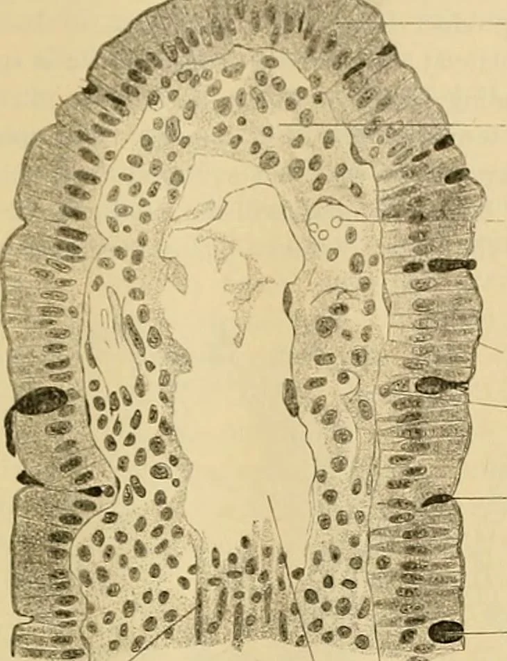 An illustration from Sthohr's histology : arranged upon an embroyological basis, 1906, leaf 220