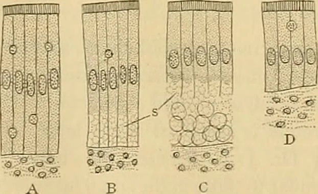 An illustration from Sthohr's histology : arranged upon an embroyological basis, 1906, leaf 220