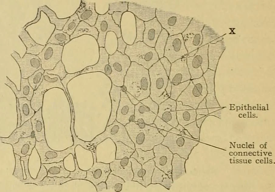 An illustration from Sthohr's histology : arranged upon an embroyological basis, 1906, leaf 221