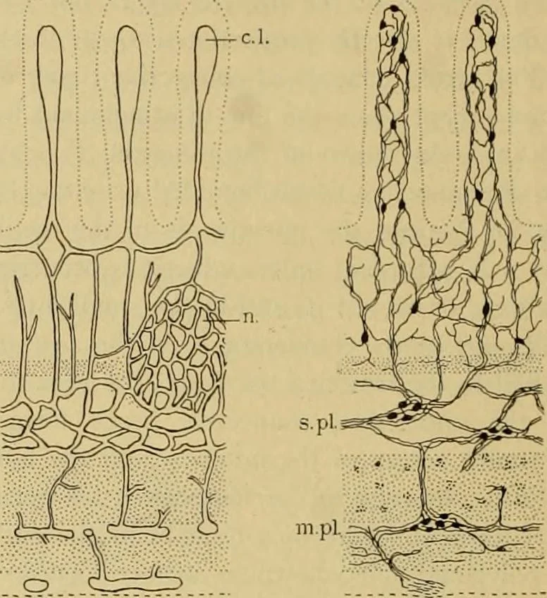An illustration from Sthohr's histology : arranged upon an embroyological basis, 1906, leaf 223