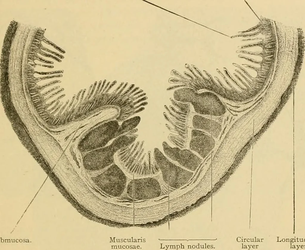An illustration from Sthohr's histology : arranged upon an embroyological basis, 1906, leaf 224