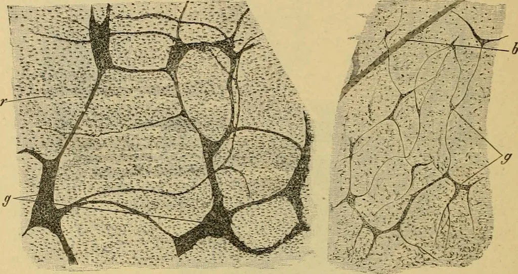 An illustration from Sthohr's histology : arranged upon an embroyological basis, 1906, leaf 225