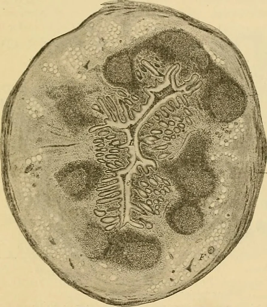 An illustration from Sthohr's histology : arranged upon an embroyological basis, 1906, leaf 226