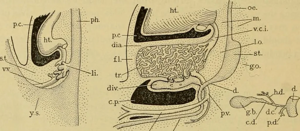 An illustration from Sthohr's histology : arranged upon an embroyological basis, 1906, leaf 229