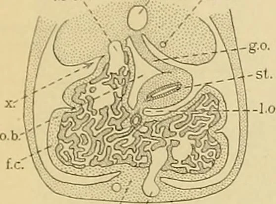 An illustration from Sthohr's histology : arranged upon an embroyological basis, 1906, leaf 232
