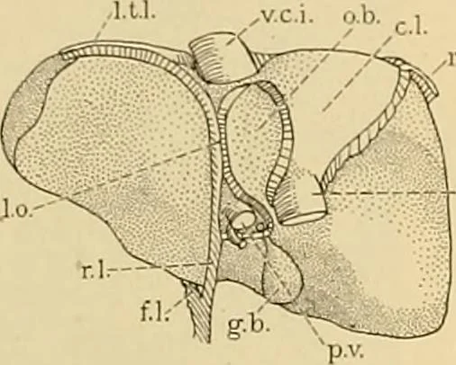 An illustration from Sthohr's histology : arranged upon an embroyological basis, 1906, leaf 232