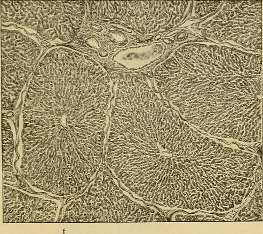 An illustration from Sthohr's histology : arranged upon an embroyological basis, 1906, leaf 234