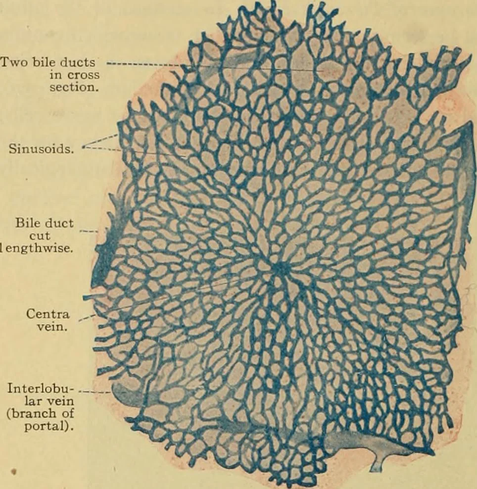 An illustration from Sthohr's histology : arranged upon an embroyological basis, 1906, leaf 235