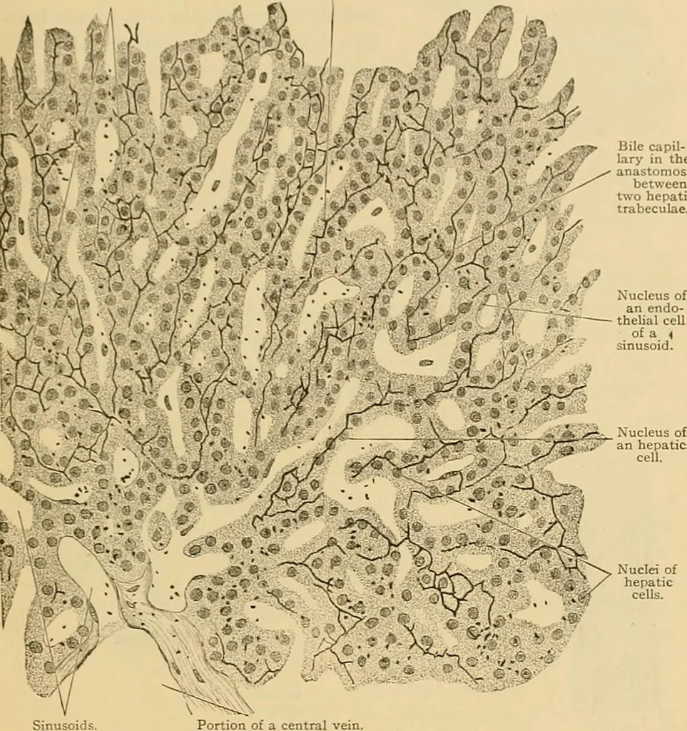 An illustration from Sthohr's histology : arranged upon an embroyological basis, 1906, leaf 236