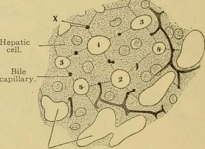 An illustration from Sthohr's histology : arranged upon an embroyological basis, 1906, leaf 237