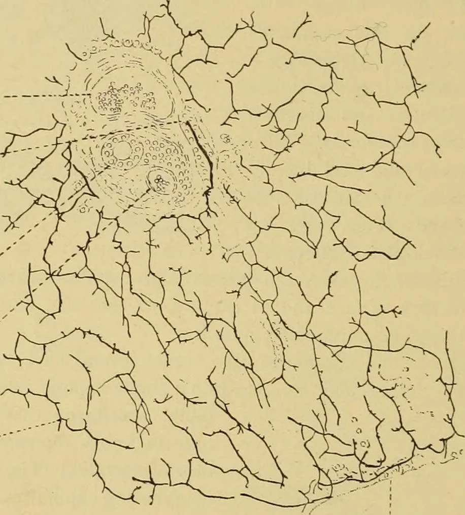 An illustration from Sthohr's histology : arranged upon an embroyological basis, 1906, leaf 239