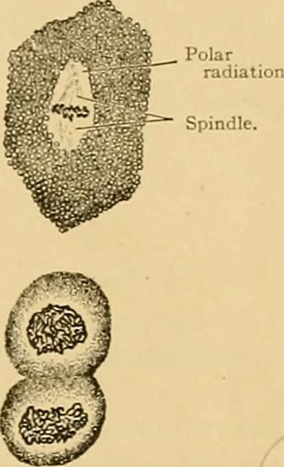 An illustration from Sthohr's histology : arranged upon an embroyological basis, 1906, leaf 24