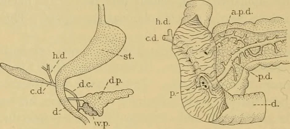 An illustration from Sthohr's histology : arranged upon an embroyological basis, 1906, leaf 241
