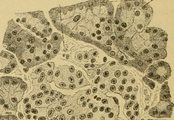 An illustration from Sthohr's histology : arranged upon an embroyological basis, 1906, leaf 241