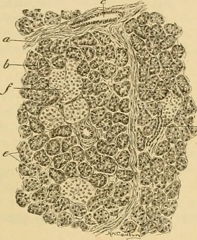 An illustration from Sthohr's histology : arranged upon an embroyological basis, 1906, leaf 242