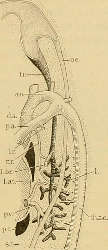 An illustration from Sthohr's histology : arranged upon an embroyological basis, 1906, leaf 246