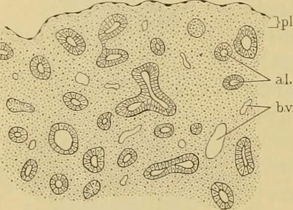 An illustration from Sthohr's histology : arranged upon an embroyological basis, 1906, leaf 247
