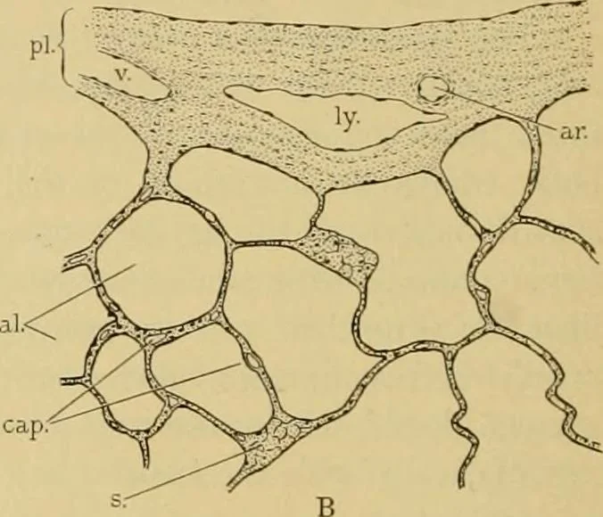 An illustration from Sthohr's histology : arranged upon an embroyological basis, 1906, leaf 247