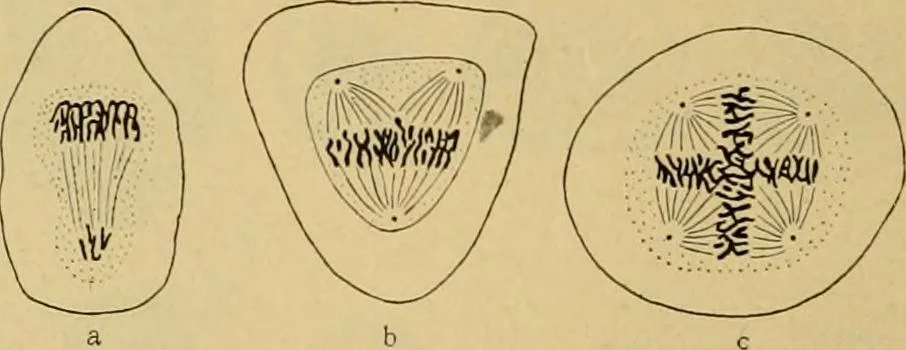 An illustration from Sthohr's histology : arranged upon an embroyological basis, 1906, leaf 25
