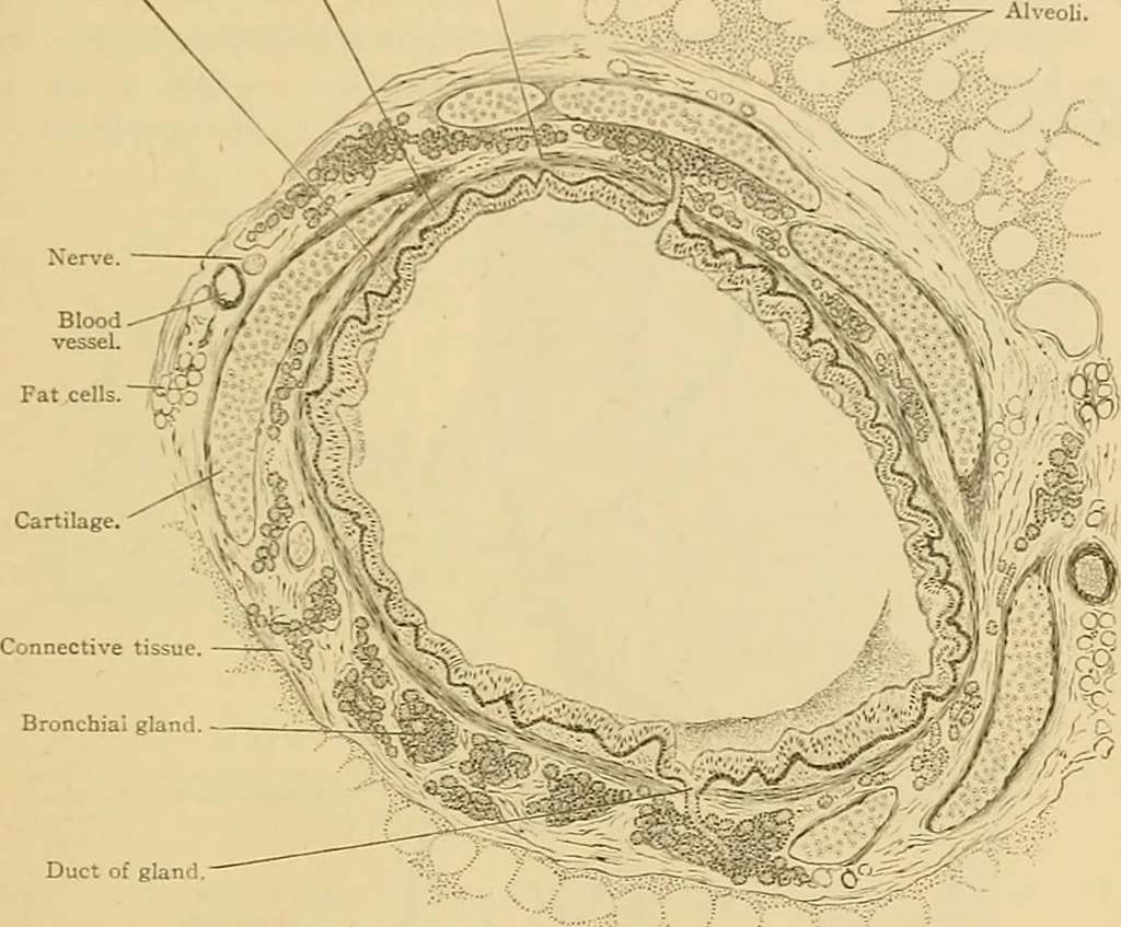 An illustration from Sthohr's histology : arranged upon an embroyological basis, 1906, leaf 250