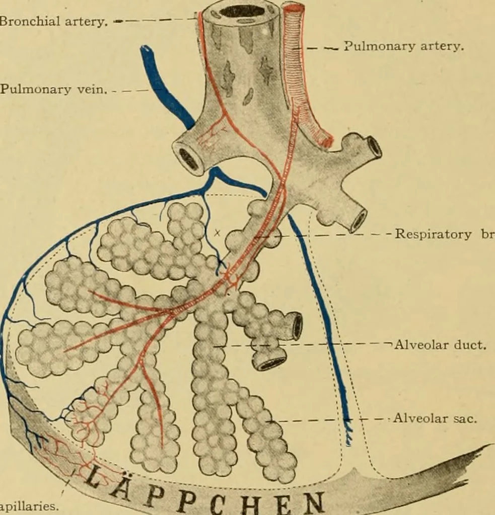 An illustration from Sthohr's histology : arranged upon an embroyological basis, 1906, leaf 251