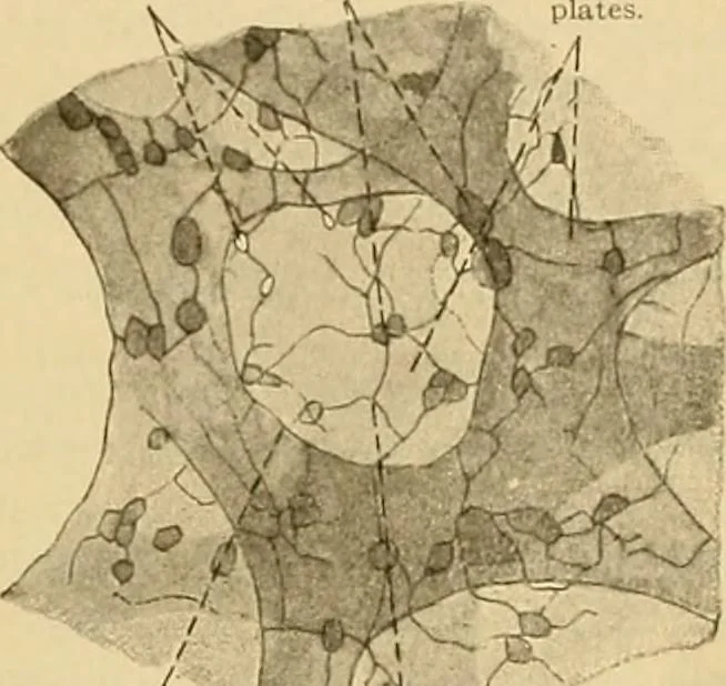An illustration from Sthohr's histology : arranged upon an embroyological basis, 1906, leaf 252