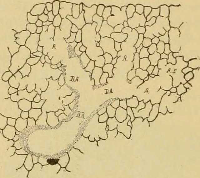 An illustration from Sthohr's histology : arranged upon an embroyological basis, 1906, leaf 253