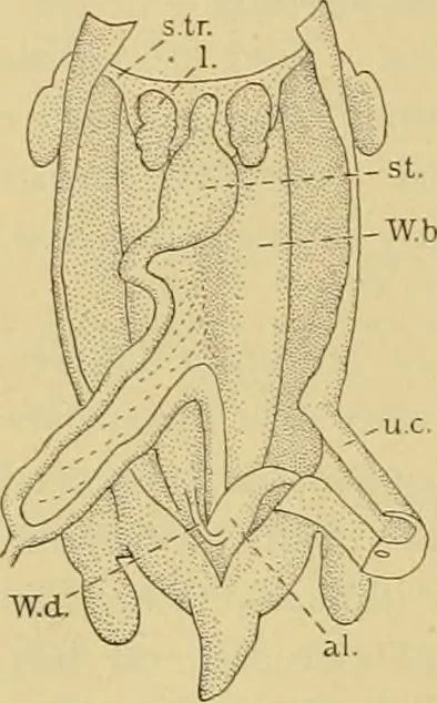 An illustration from Sthohr's histology : arranged upon an embroyological basis, 1906, leaf 255