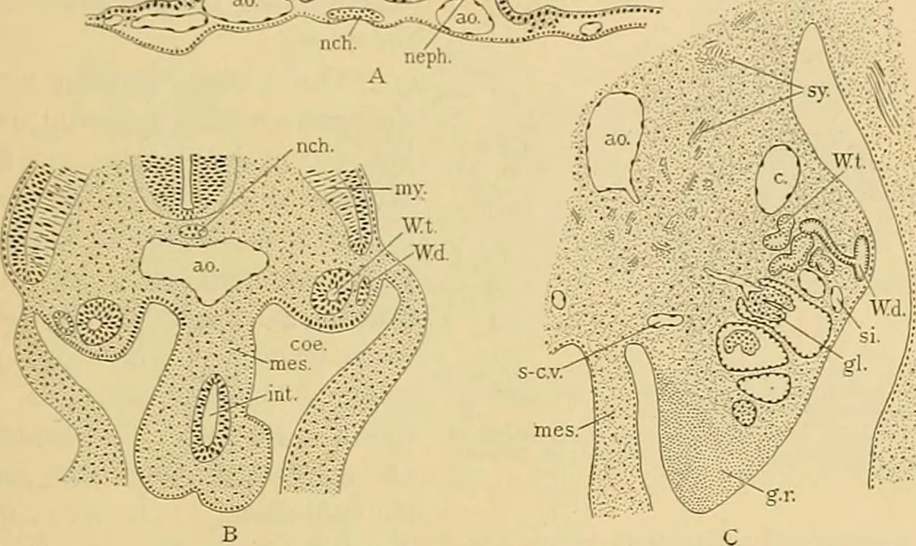 An illustration from Sthohr's histology : arranged upon an embroyological basis, 1906, leaf 256