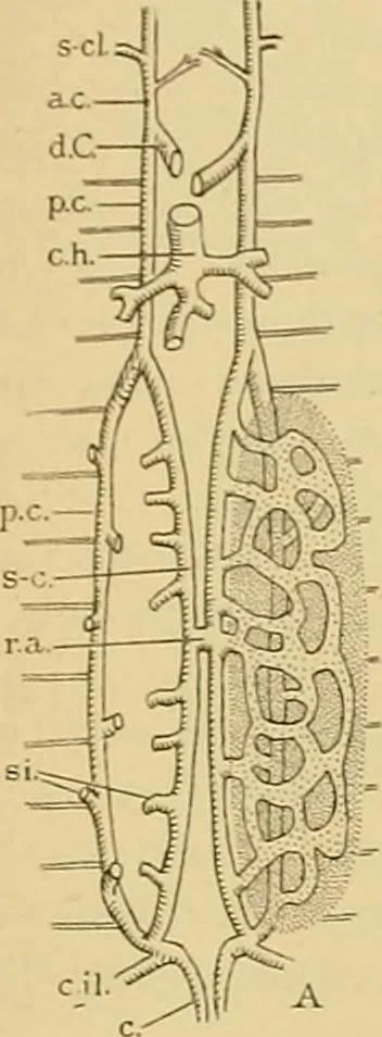 An illustration from Sthohr's histology : arranged upon an embroyological basis, 1906, leaf 258