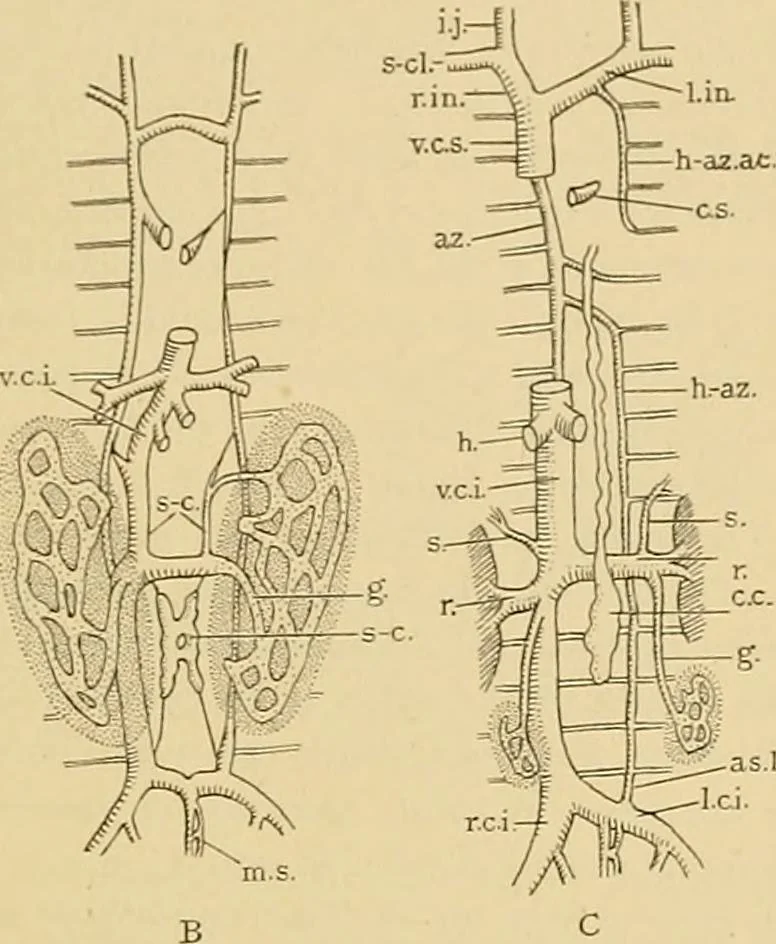 An illustration from Sthohr's histology : arranged upon an embroyological basis, 1906, leaf 258