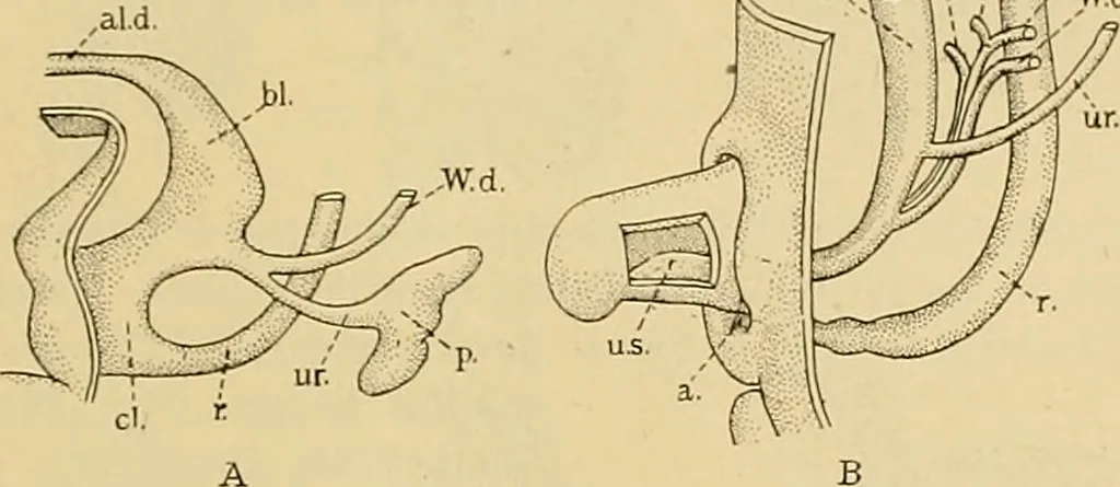 An illustration from Sthohr's histology : arranged upon an embroyological basis, 1906, leaf 260