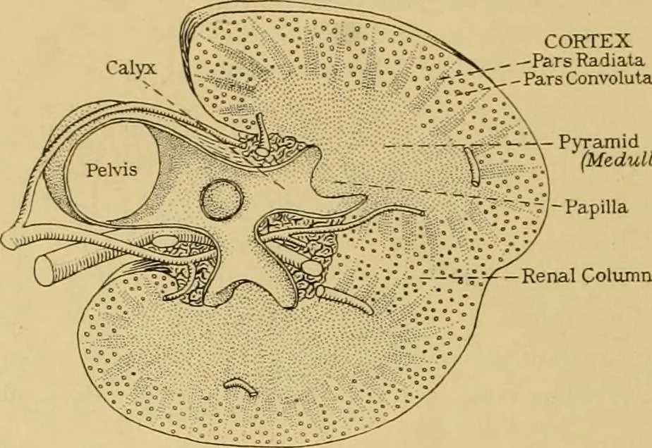 An illustration from Sthohr's histology : arranged upon an embroyological basis, 1906, leaf 261
