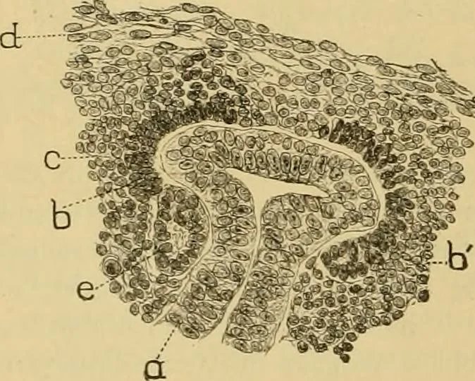 An illustration from Sthohr's histology : arranged upon an embroyological basis, 1906, leaf 261
