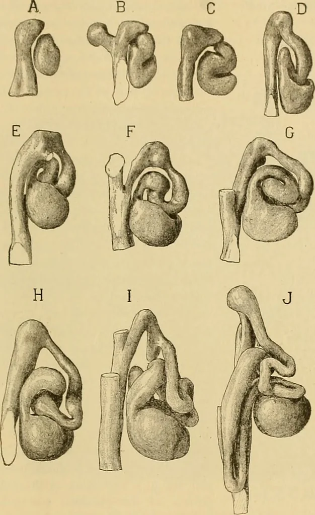 An illustration from Sthohr's histology : arranged upon an embroyological basis, 1906, leaf 262