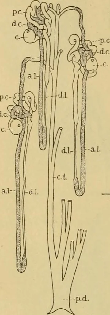 An illustration from Sthohr's histology : arranged upon an embroyological basis, 1906, leaf 263