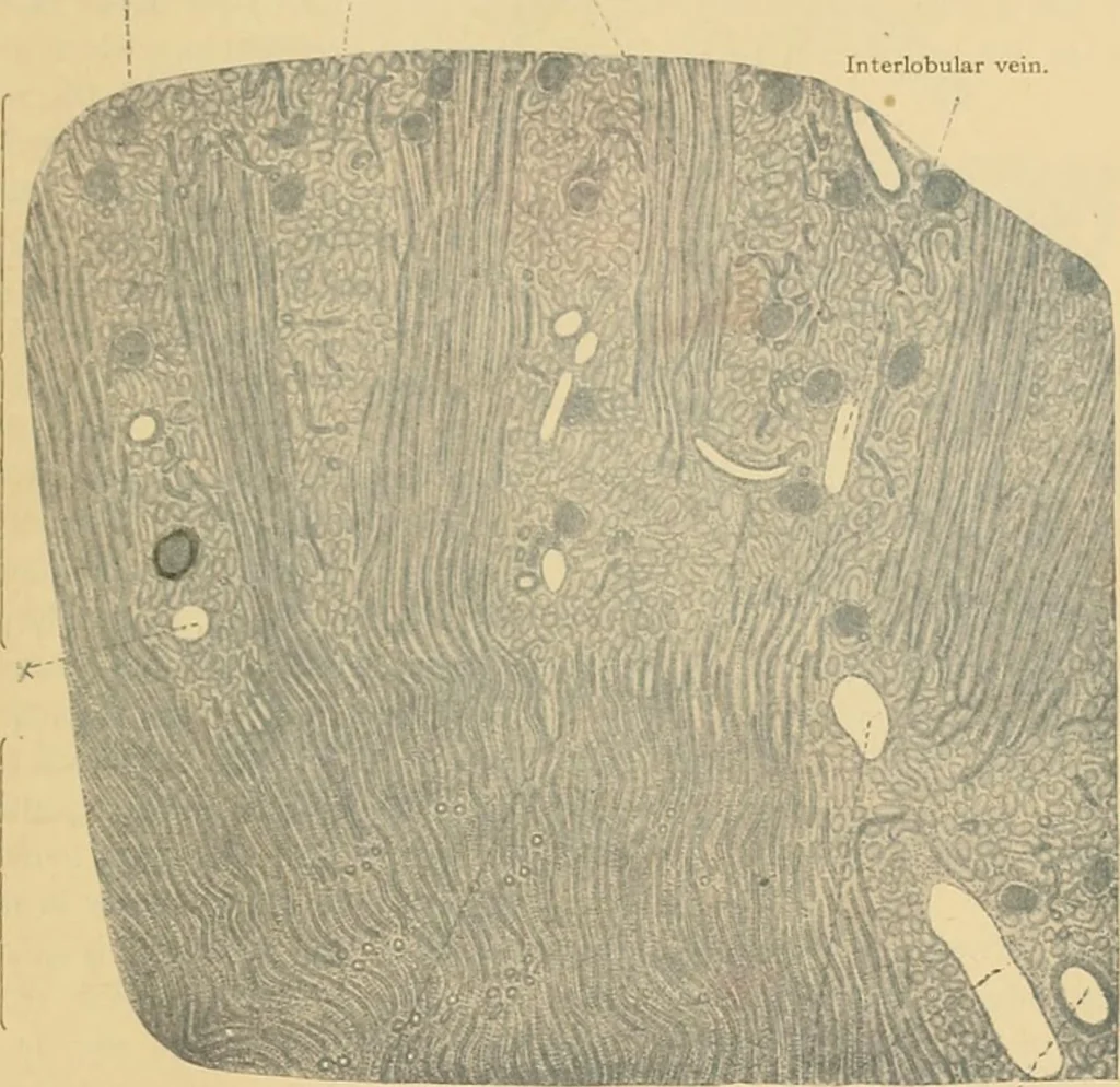 An illustration from Sthohr's histology : arranged upon an embroyological basis, 1906, leaf 264