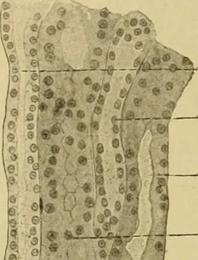 An illustration from Sthohr's histology : arranged upon an embroyological basis, 1906, leaf 265