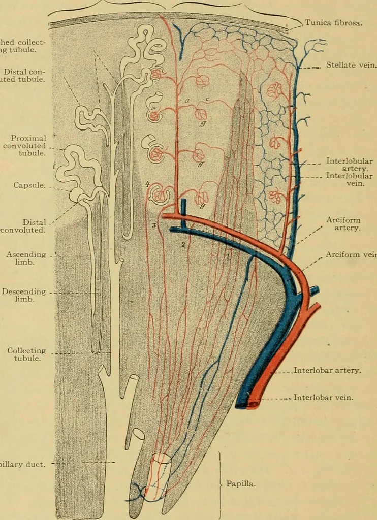 An illustration from Sthohr's histology : arranged upon an embroyological basis, 1906, leaf 269