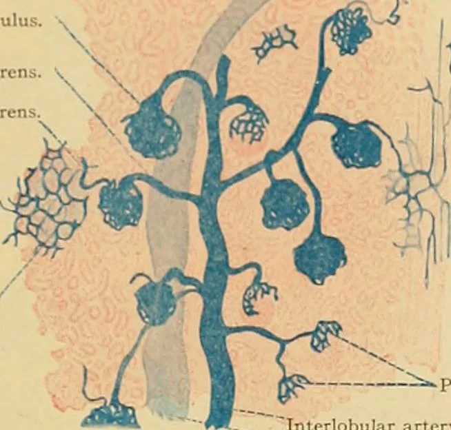 An illustration from Sthohr's histology : arranged upon an embroyological basis, 1906, leaf 270