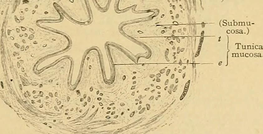 An illustration from Sthohr's histology : arranged upon an embroyological basis, 1906, leaf 270