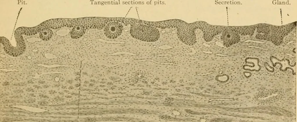 An illustration from Sthohr's histology : arranged upon an embroyological basis, 1906, leaf 272