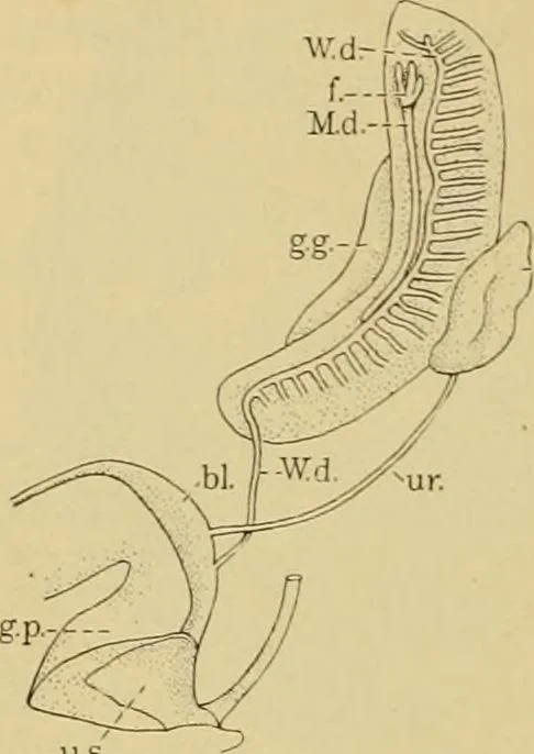 An illustration from Sthohr's histology : arranged upon an embroyological basis, 1906, leaf 275