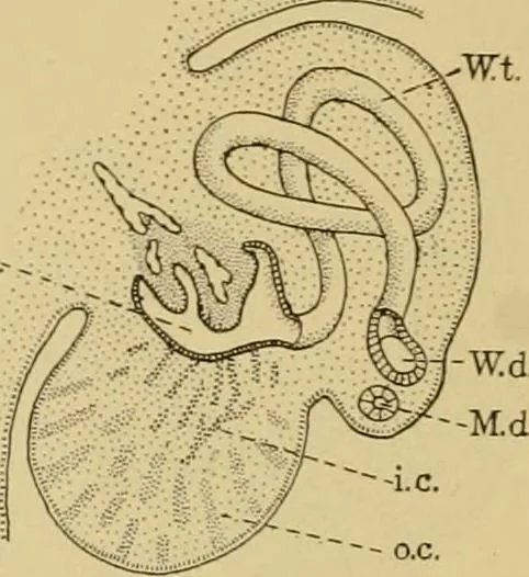 An illustration from Sthohr's histology : arranged upon an embroyological basis, 1906, leaf 275