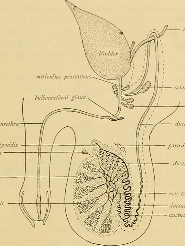 An illustration from Sthohr's histology : arranged upon an embroyological basis, 1906, leaf 276