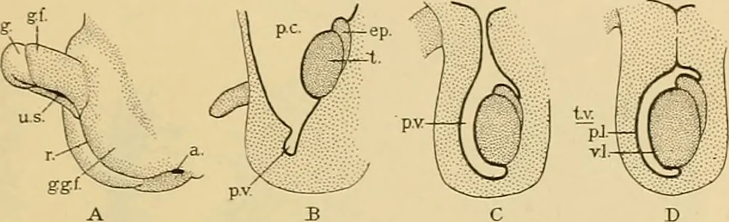 An illustration from Sthohr's histology : arranged upon an embroyological basis, 1906, leaf 278