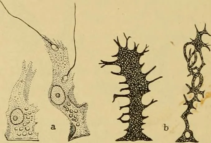 An illustration from Sthohr's histology : arranged upon an embroyological basis, 1906, leaf 279