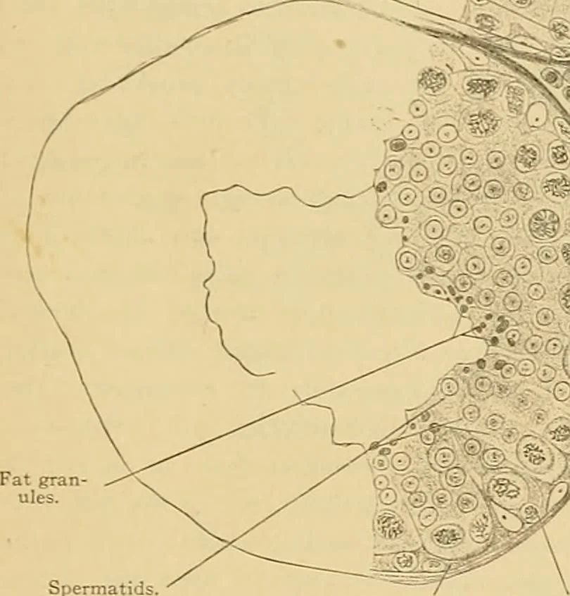 An illustration from Sthohr's histology : arranged upon an embroyological basis, 1906, leaf 280