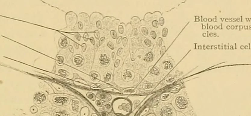 An illustration from Sthohr's histology : arranged upon an embroyological basis, 1906, leaf 280