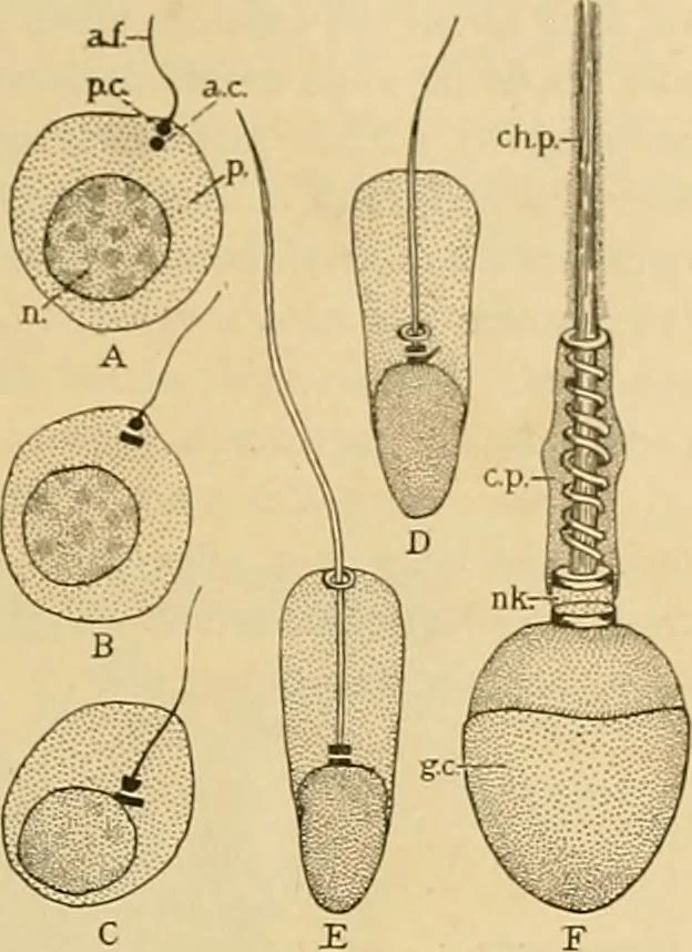 An illustration from Sthohr's histology : arranged upon an embroyological basis, 1906, leaf 282